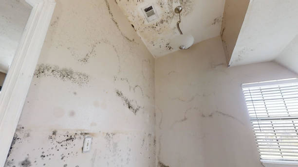 Best Mold Remediation for Vacation Homes  in USA